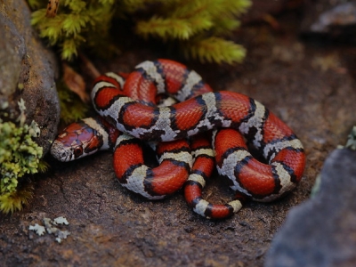 Milk snake - De Zonnegloed - Animal park - Animal refuge centre 